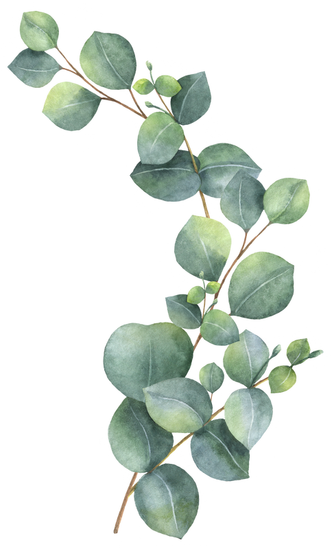 Watercolour green branch of eucalyptus.